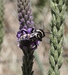 Triepeolus concavus