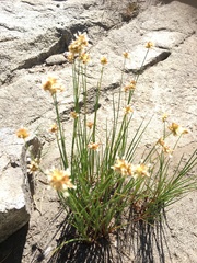 Juncus chlorocephalus