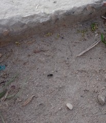 Formicidae