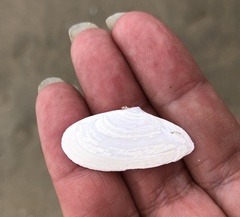 Megangulus bodegensis