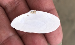 Megangulus bodegensis