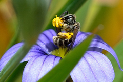 Halictus confusus