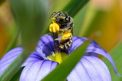 Halictus confusus