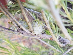 Rhopalomyia utahensis