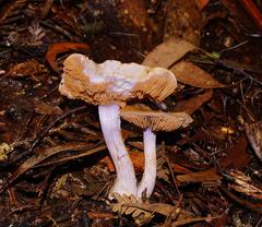 Phlegmacium lavendulense