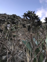 Macrolearia chathamica