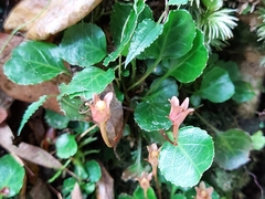 Shortia rotundifolia