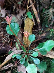 Shortia rotundifolia