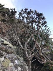 Macrolearia chathamica