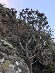 Macrolearia chathamica
