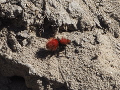 Dasymutilla flammifera