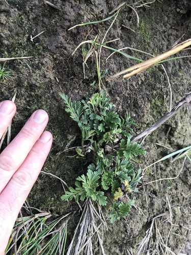Asplenium chathamense (Asplenium chathamense)