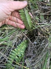 Blechnum durum