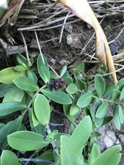 Veronica chathamica