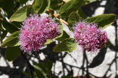 Spiraea splendens