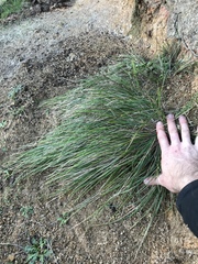 Poa anceps