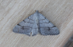 Digrammia muscariata