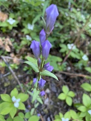 Gentianella propinqua propinqua