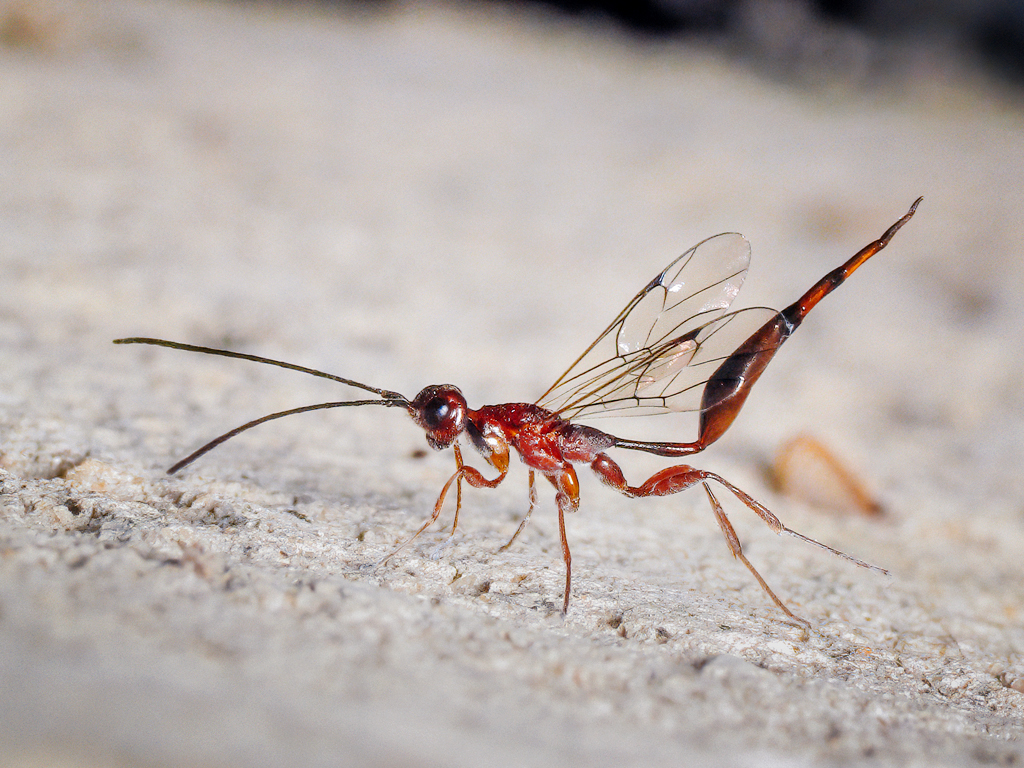 Monomachidae