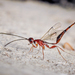 Monomachidae - Photo (c) João P. Burini,  זכויות יוצרים חלקיות (CC BY-SA)