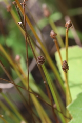 Eleocharis ovata