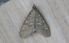 Mecyna mustelinalis