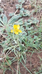Senna pumilio