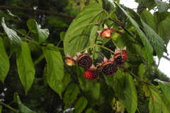 Rubus kawakamii