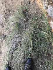 Poa anceps