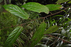 Rubus kawakamii