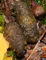 Ascobolus crenulatus