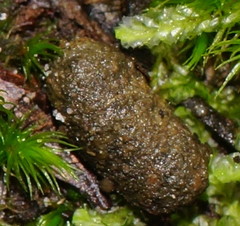 Ascobolus crenulatus