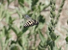 Triepeolus concavus