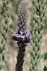 Triepeolus concavus