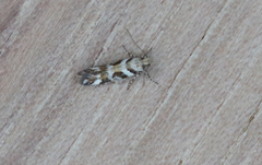 Aristotelia devexella