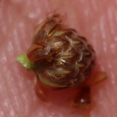 Eleocharis ovata