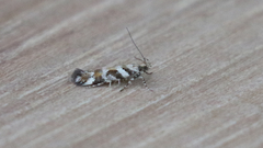 Aristotelia devexella