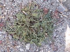 Pedicularis semibarbata