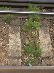 Equisetum arvense