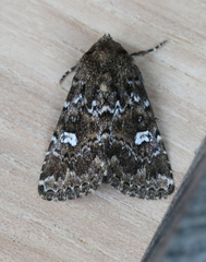 Properigea albimacula