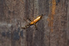 Smodicum cucujiforme