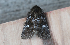 Properigea albimacula