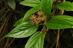 Viburnum urceolatum