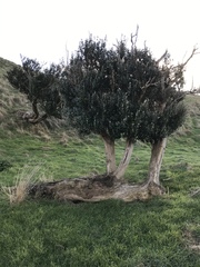 Olearia traversiorum