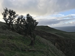 Olearia traversiorum
