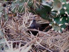 Toxostoma curvirostre