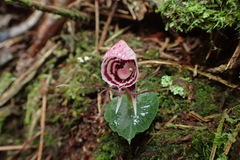 Corybas taliensis