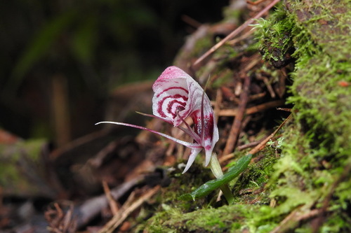 Ta Li corybas (Corybas taliensis)
