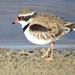 חופמי שחור-סינר - Photo (c) Daniel Kurek,  זכויות יוצרים חלקיות (CC BY-NC), הועלה על ידי Daniel Kurek
