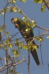 Primolius auricollis